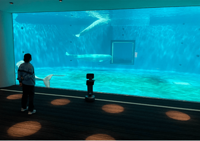 島根県立しまね海洋館　アクアスで「temi」を使ったリモート校外学習を実施します